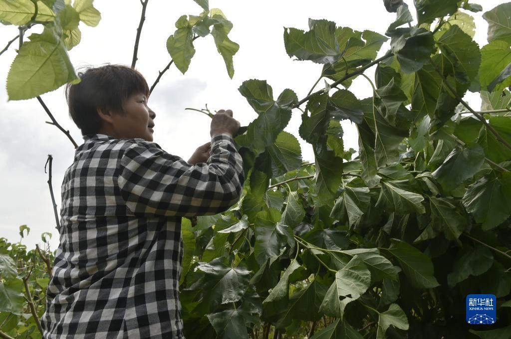 巴黎人网登录